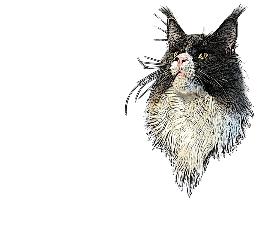 LA CHATTERIE DE KER DOUR COON